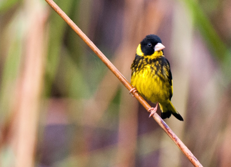 Birds of South East Asia