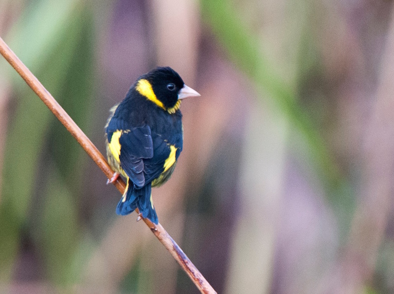 Birds of South East Asia