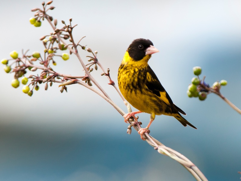 Birds of South East Asia