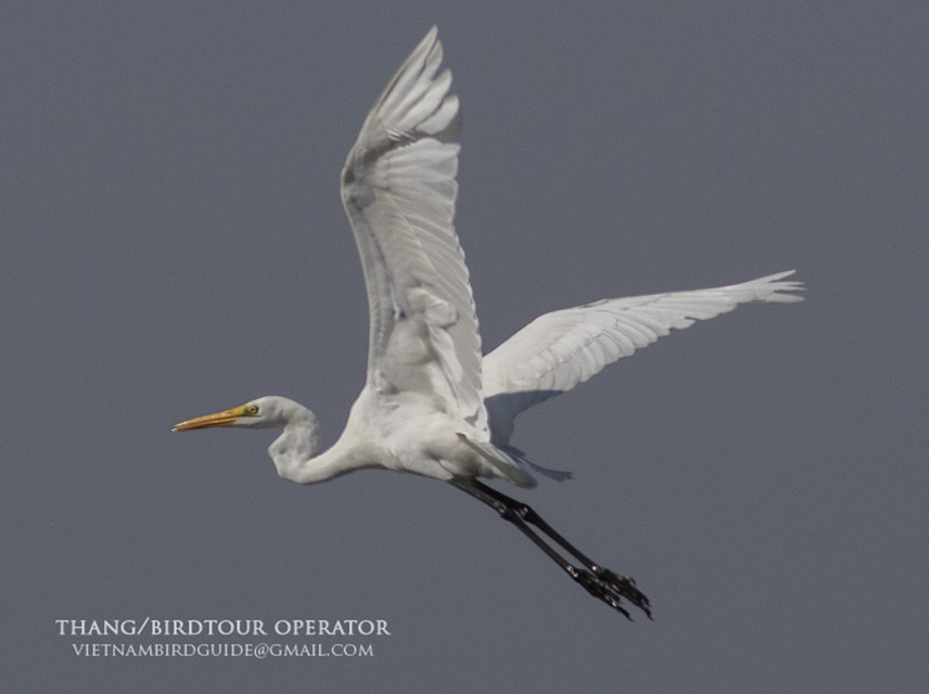 Birds of South East Asia