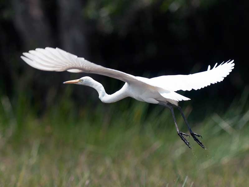 Birds of South East Asia