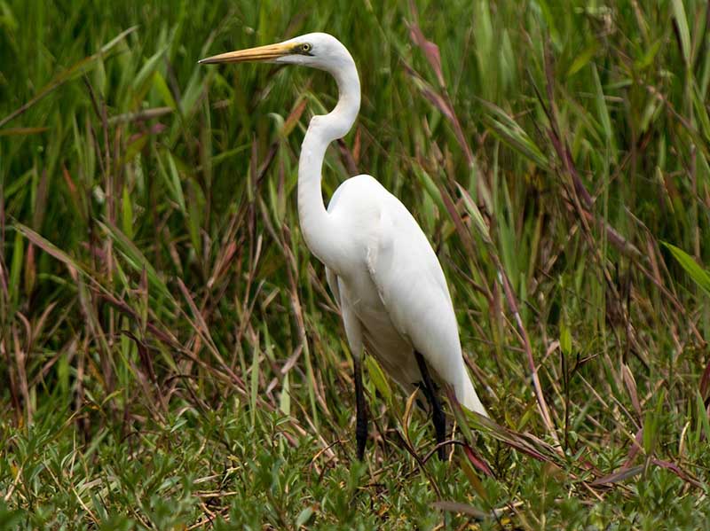 Birds of South East Asia