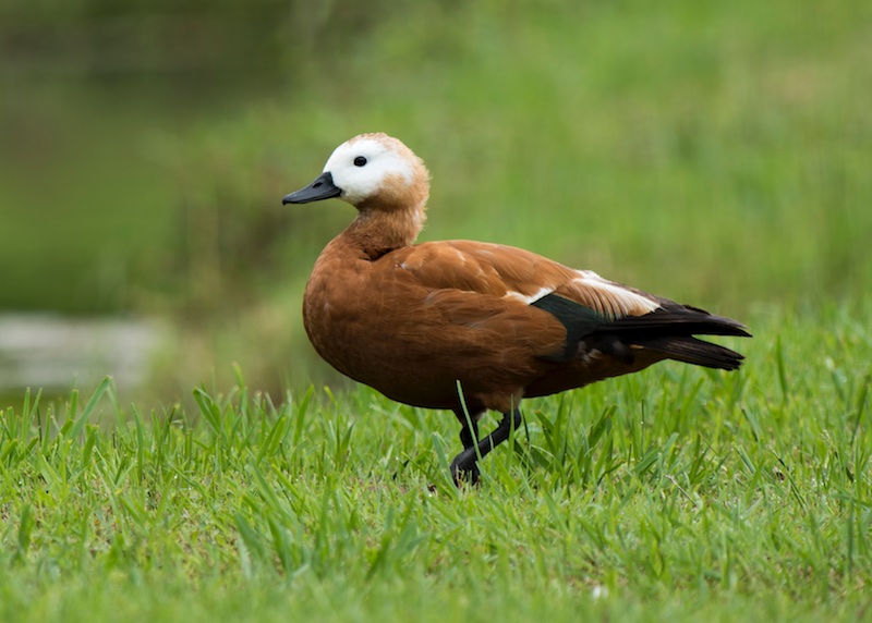 Birds of South East Asia