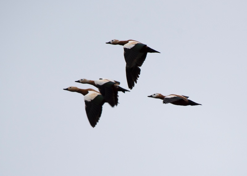 Birds of South East Asia