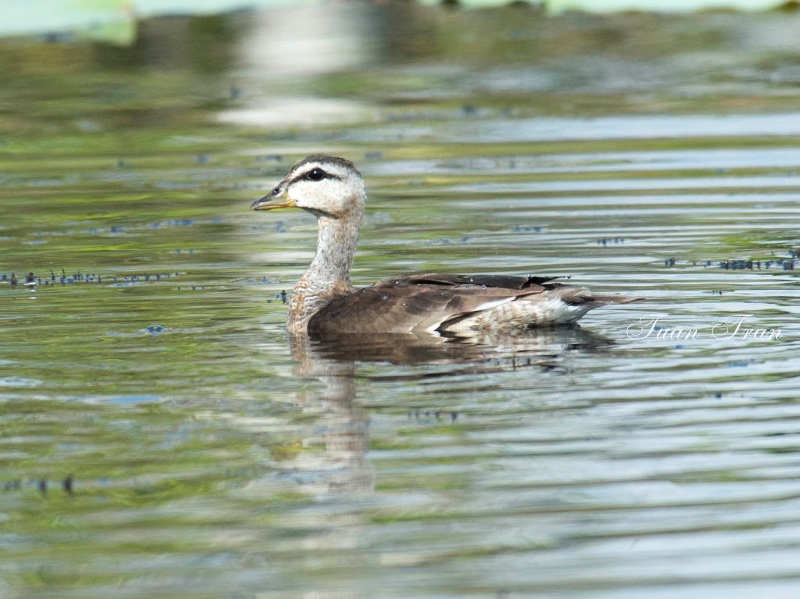 Birds of South East Asia