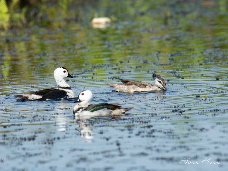 Birds of South East Asia