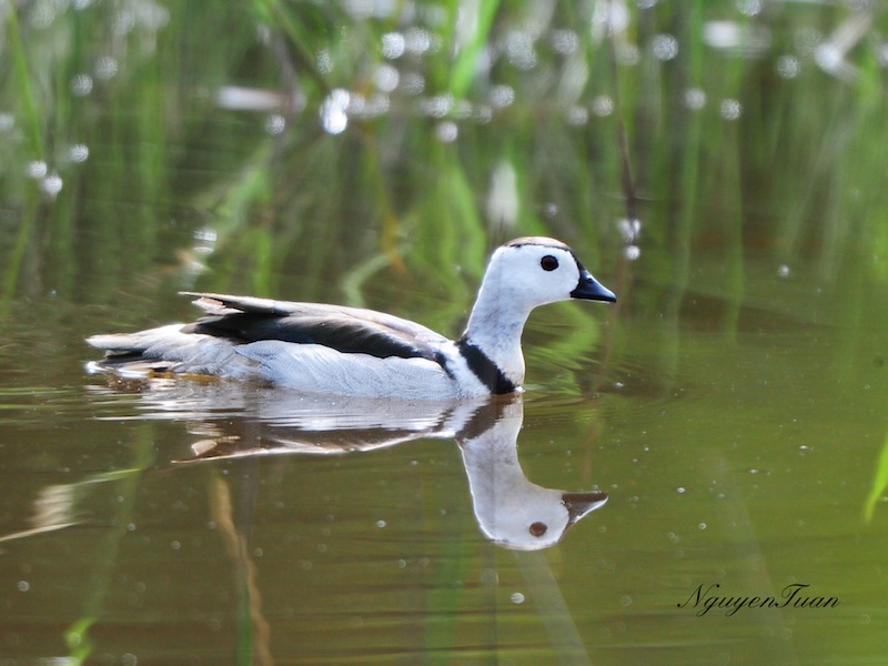 Birds of South East Asia