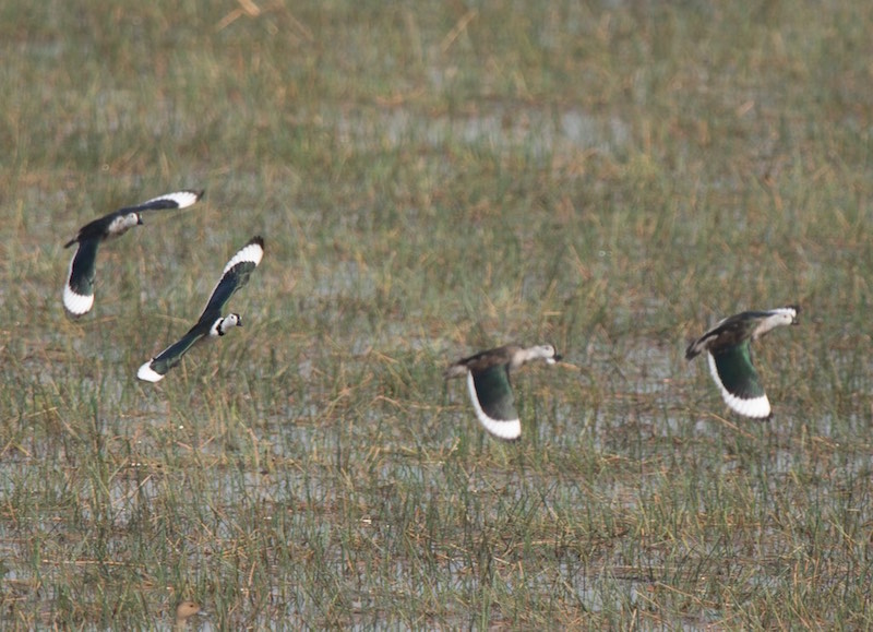 Birds of South East Asia
