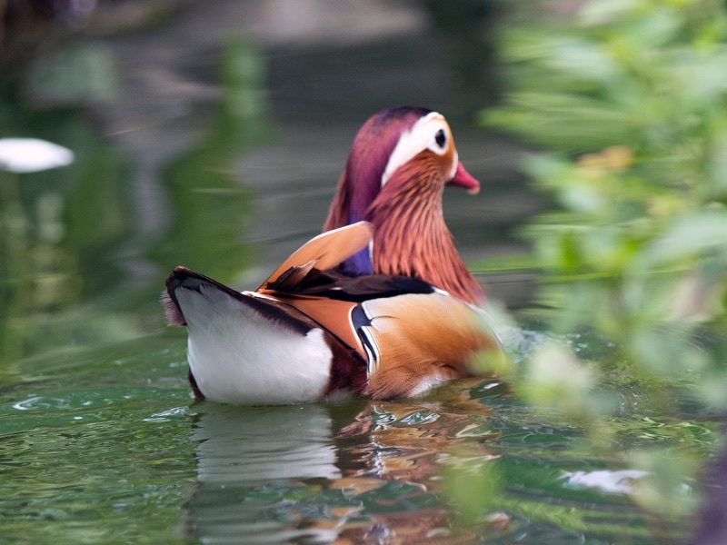Birds of South East Asia