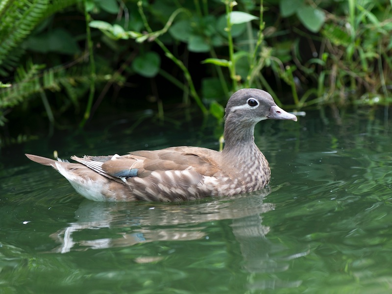 Birds of South East Asia