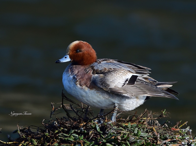 Birds of South East Asia