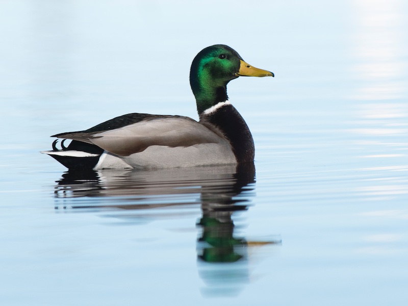 Birds of South East Asia