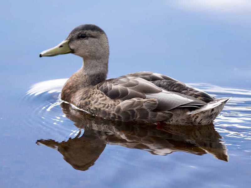 Birds of South East Asia