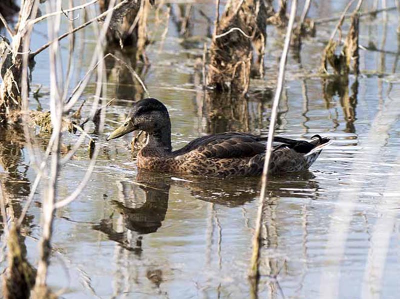 Birds of South East Asia
