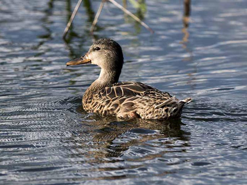 Birds of South East Asia