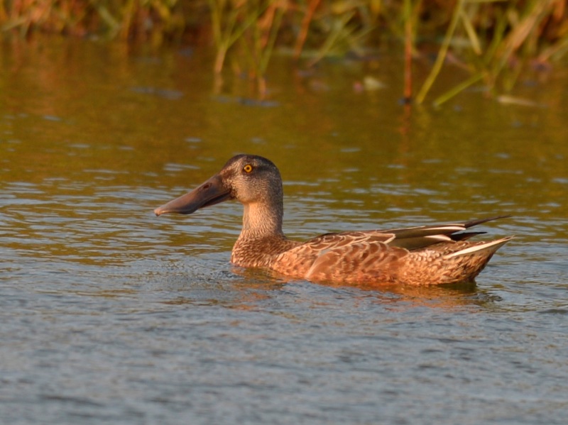 Birds of South East Asia