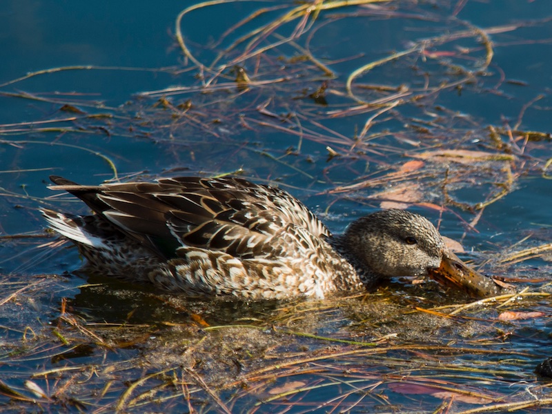 Birds of South East Asia
