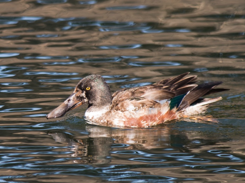 Birds of South East Asia