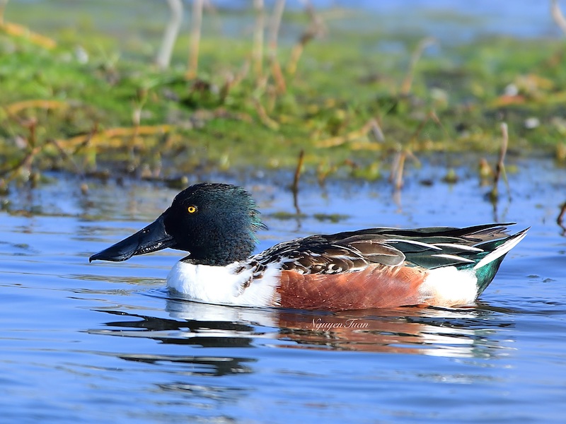 Birds of South East Asia