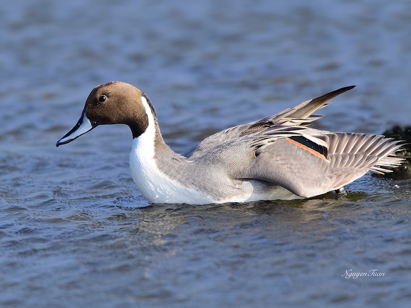 Birds of South East Asia