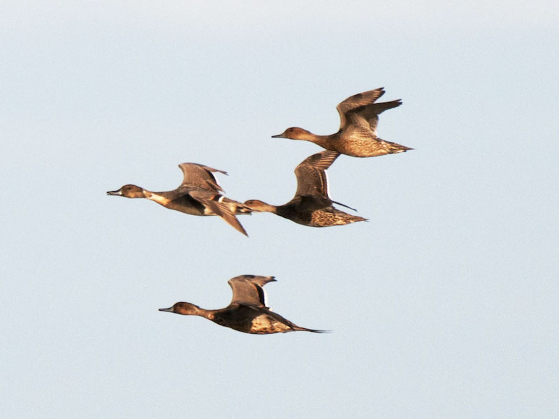 Birds of South East Asia