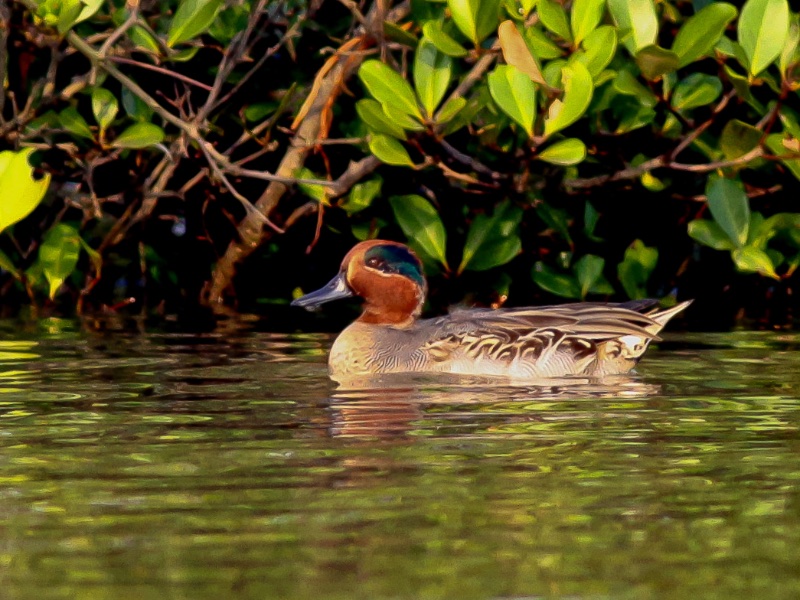Birds of South East Asia