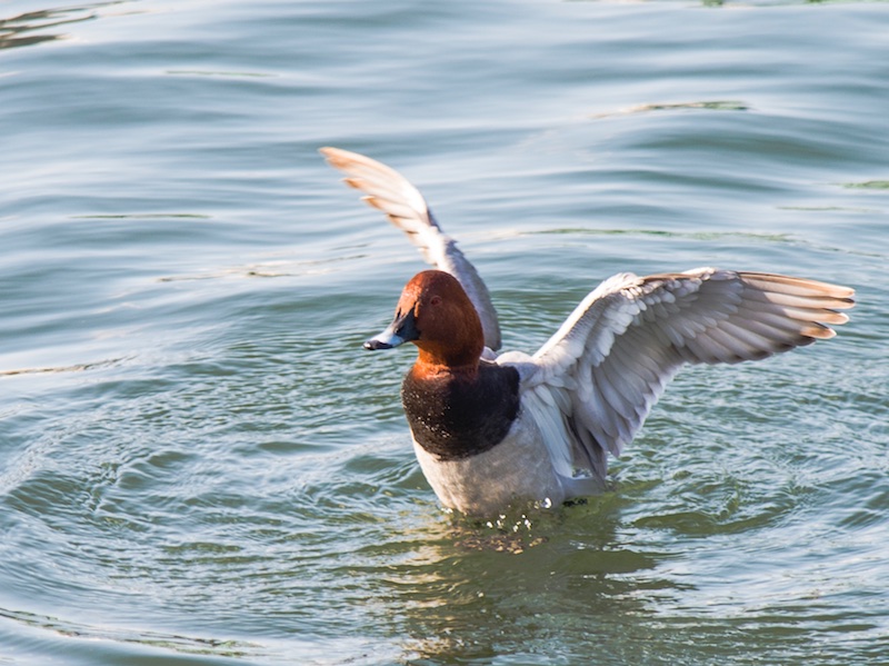 Birds of South East Asia