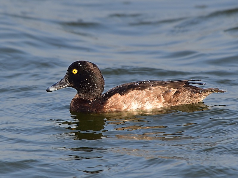 Birds of South East Asia