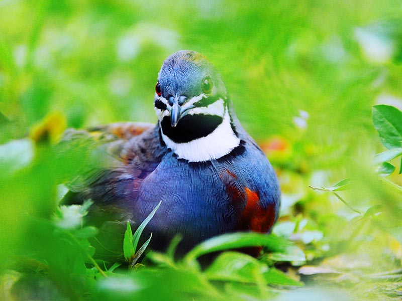 Birds of South East Asia