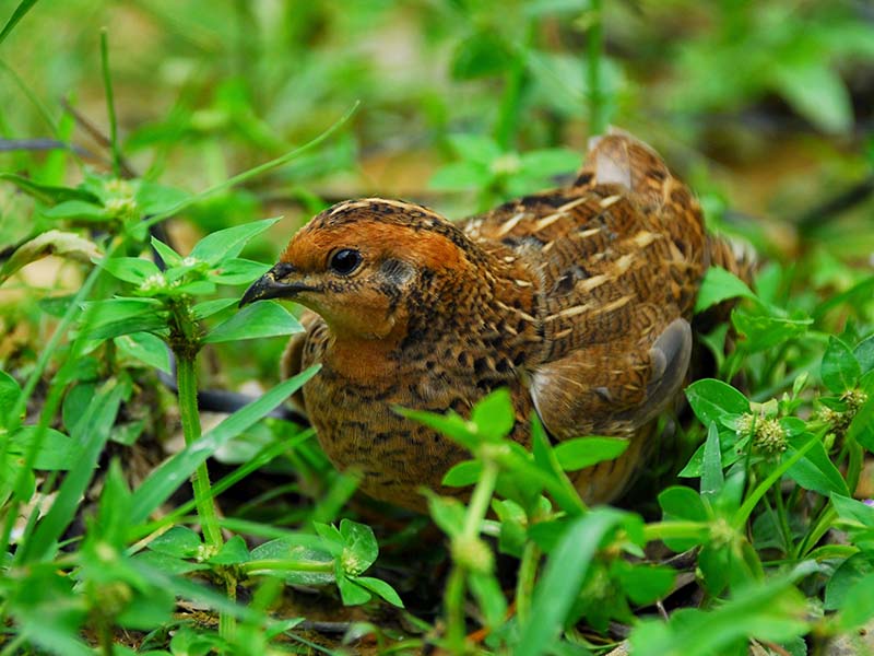 Birds of South East Asia
