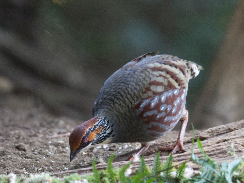 Birds of South East Asia