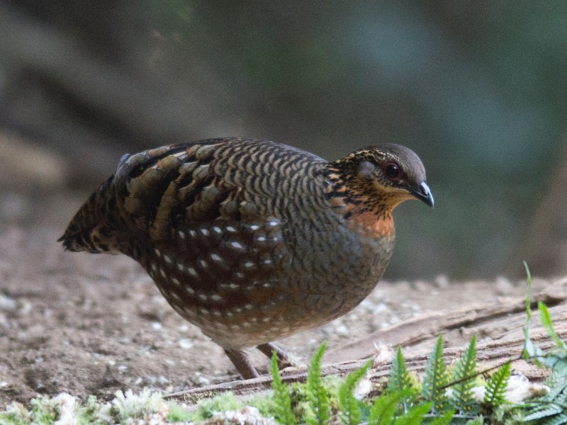 Birds of South East Asia