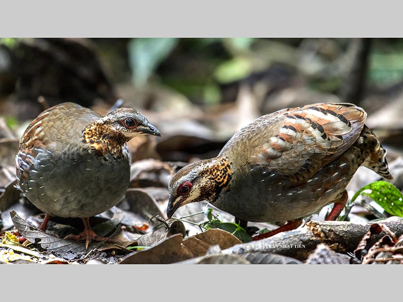 Birds of South East Asia