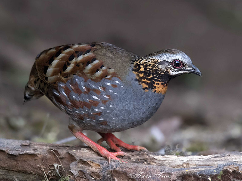Birds of South East Asia