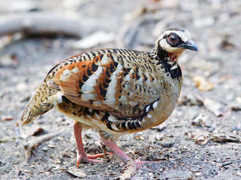 Arborophila brunneopectus