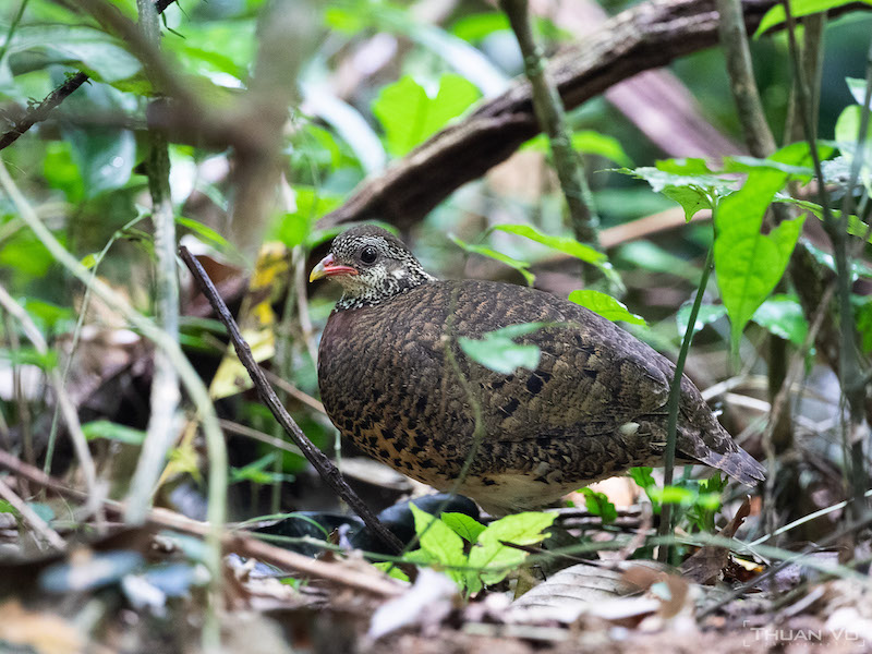 Birds of South East Asia
