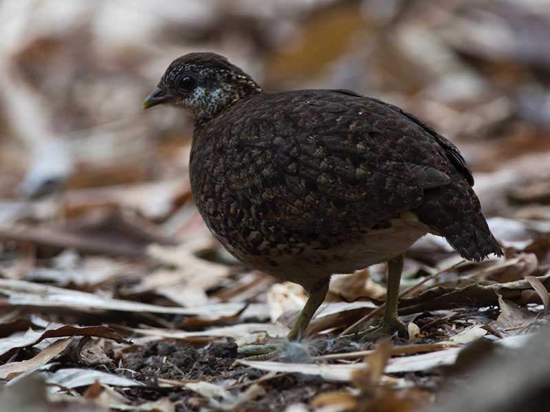 Birds of South East Asia