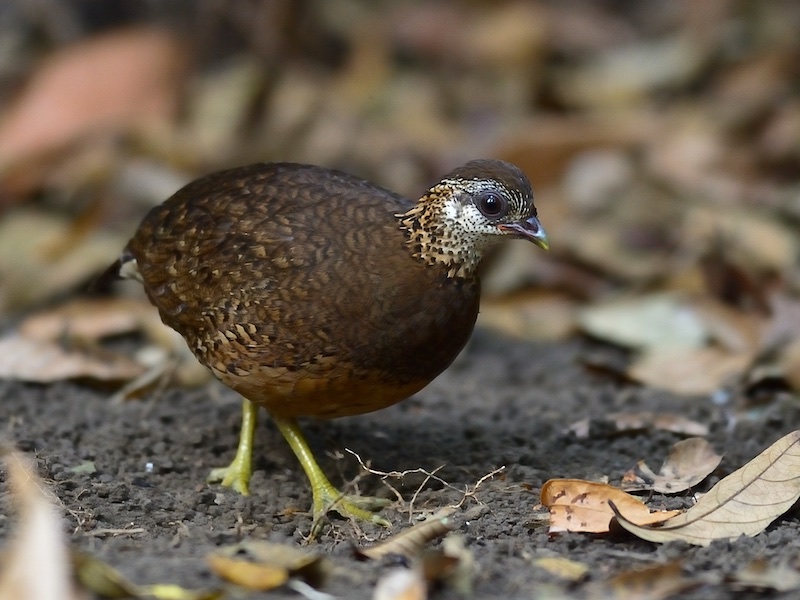 Birds of South East Asia