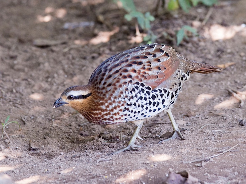 Birds of South East Asia