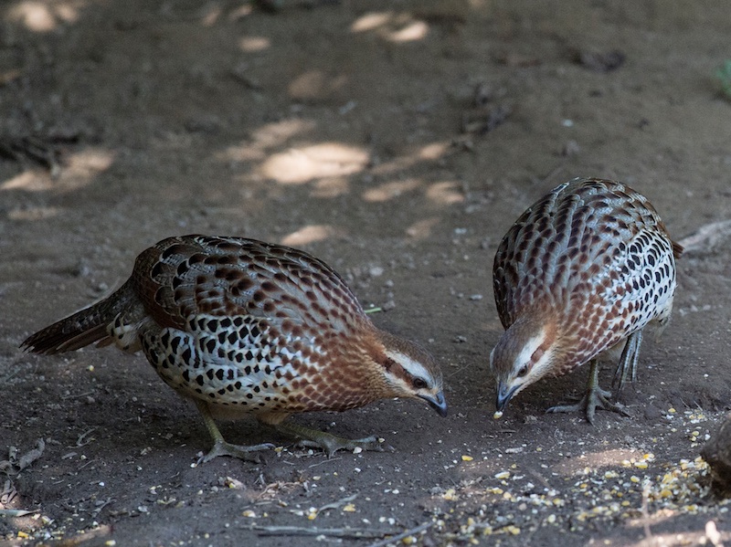 Birds of South East Asia