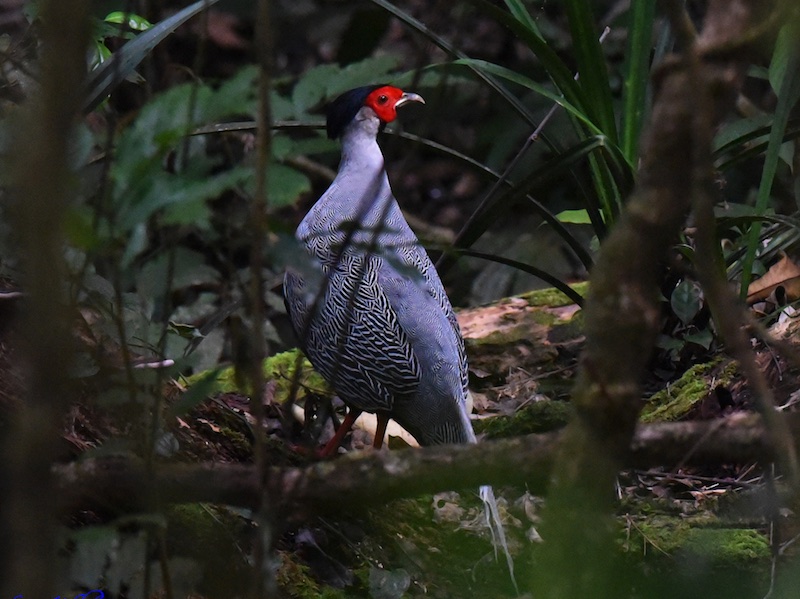 Birds of South East Asia