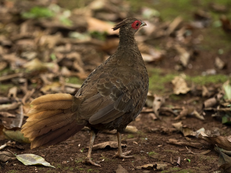 Birds of South East Asia