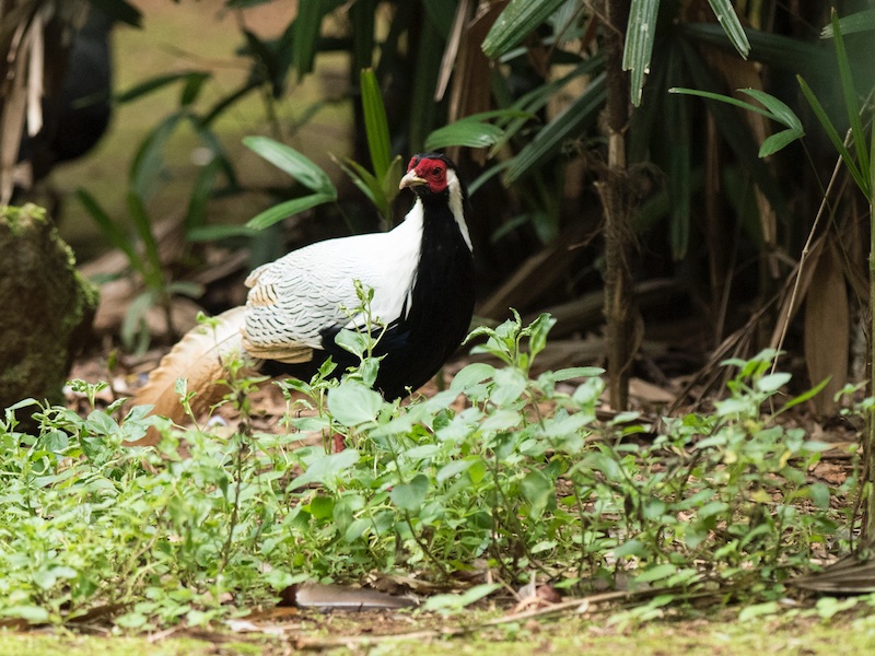 Birds of South East Asia