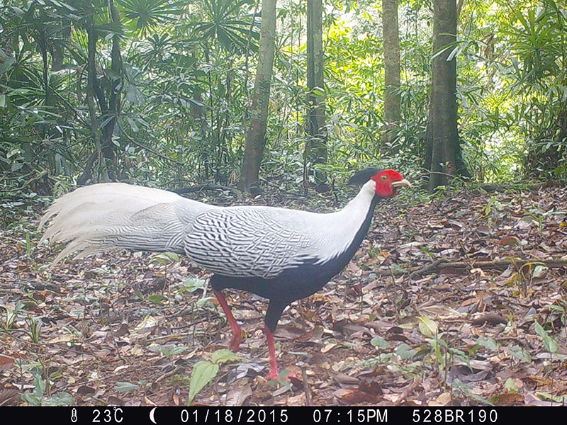 Birds of South East Asia
