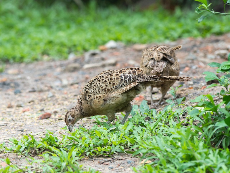Birds of South East Asia