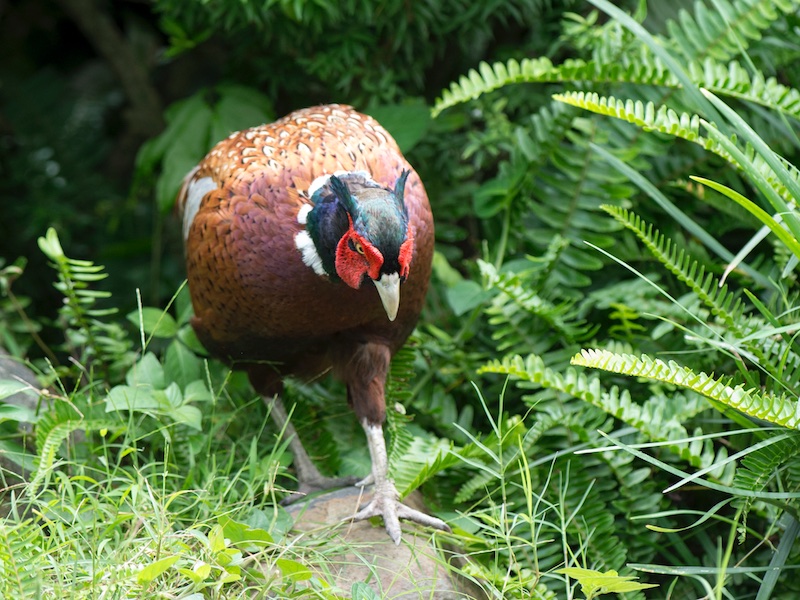 Birds of South East Asia