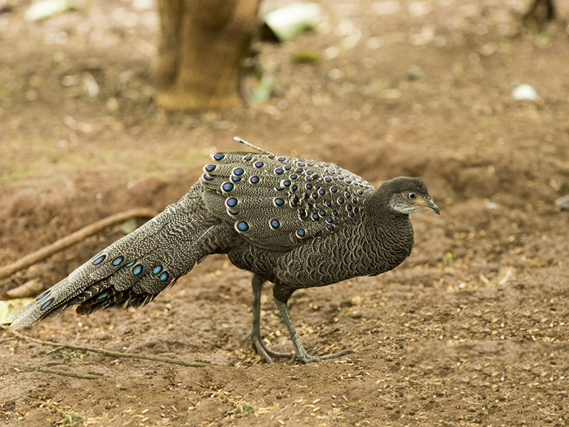 Birds of South East Asia