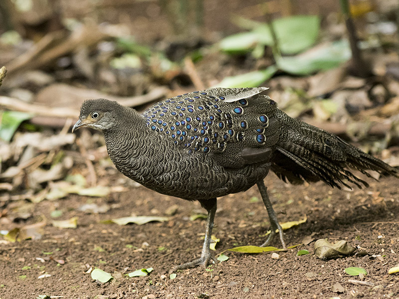 Birds of South East Asia