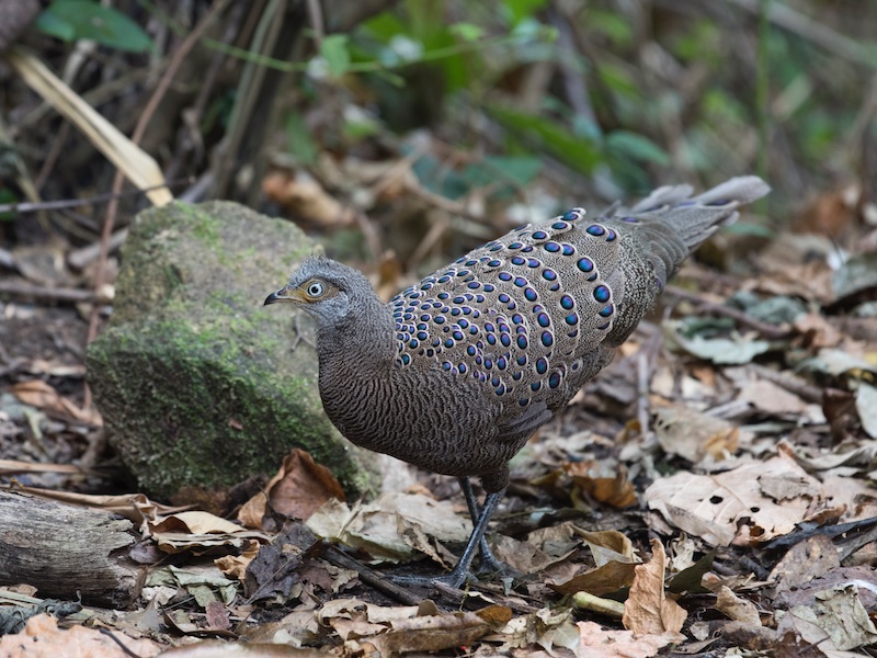 Birds of South East Asia