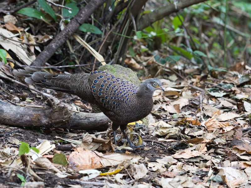 Birds of South East Asia